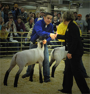 Grand Champion Market Lamb National Western Stock Show